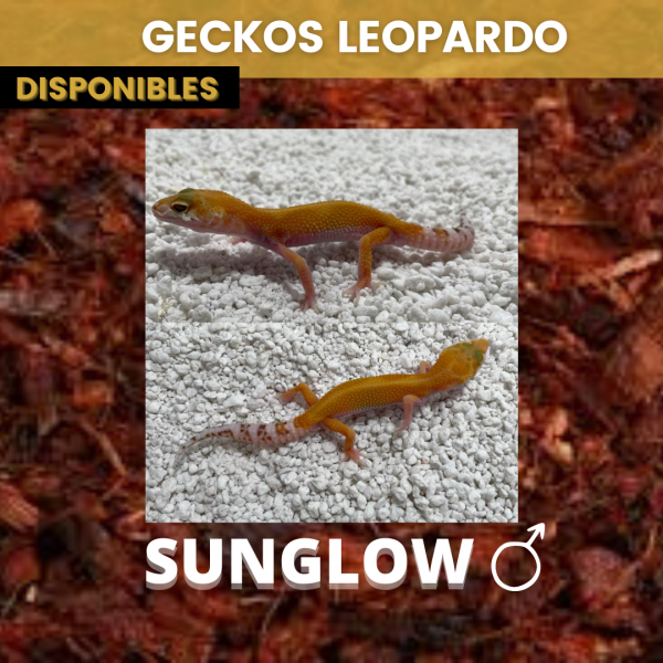 Gecko Leopardo - Imagen 2