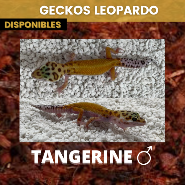 Gecko Leopardo - Imagen 3