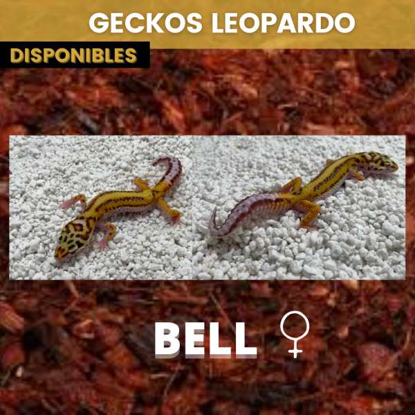 Gecko Leopardo - Imagen 4