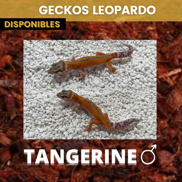 Gecko Leopardo - Imagen 5