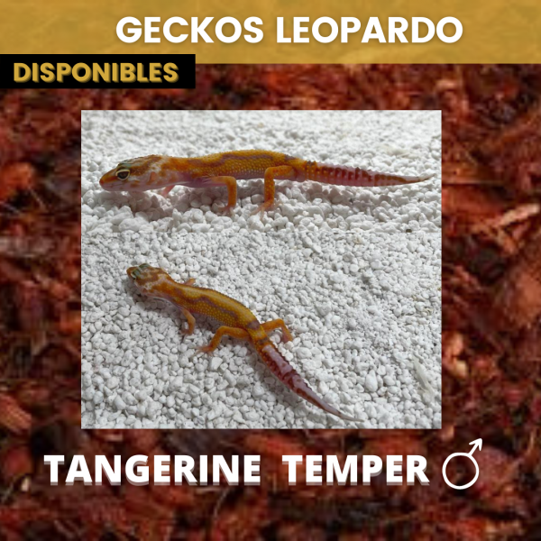 Gecko Leopardo - Imagen 6