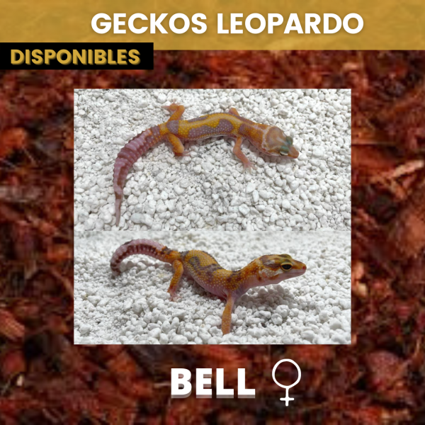 Gecko Leopardo - Imagen 7