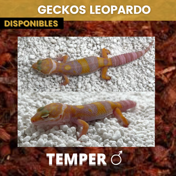 Gecko Leopardo - Imagen 8