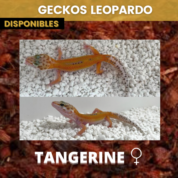 Gecko Leopardo - Imagen 9