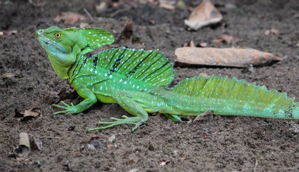 Basilisco Esmeralda (Basiliscus Plumiforms)