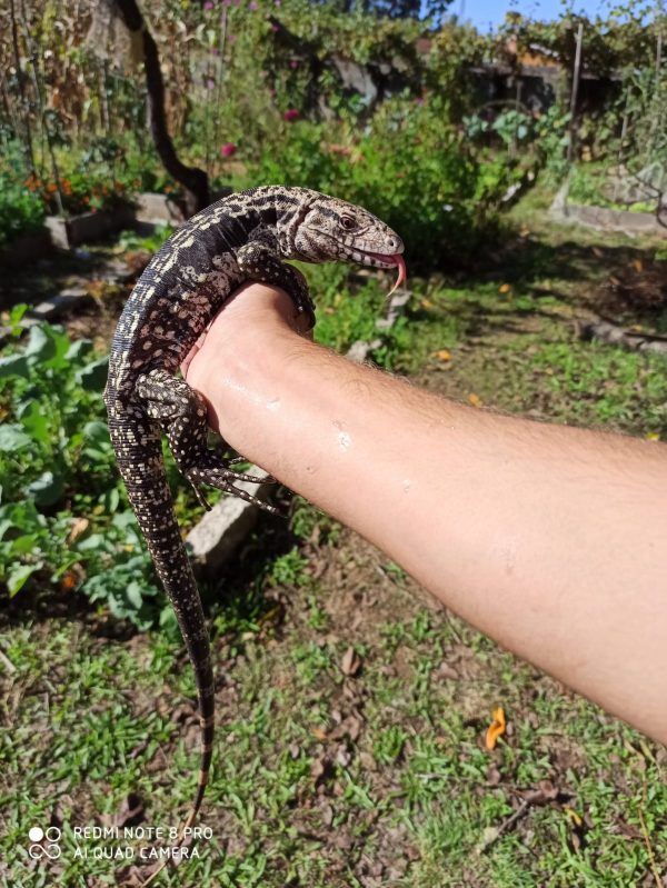 Tegu Merianae