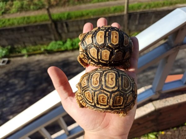 Tortuga Leopardo (Stigmochelys Pardalis) - Imagen 2