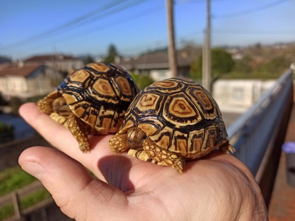 Tortuga Leopardo (Stigmochelys Pardalis)