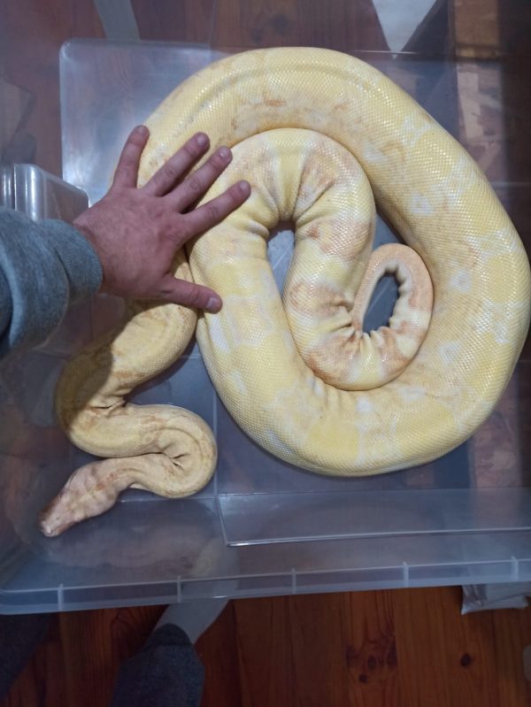 Boa Imperator Albino Kahl