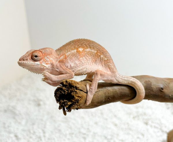 Camaleón Pantera (Furcifer pardalis)