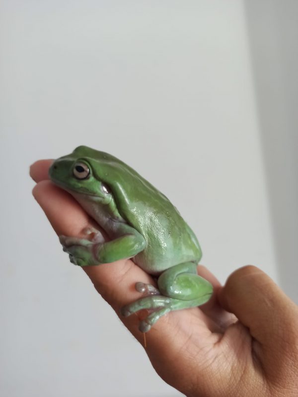 Ranas Litoria (Litoria Caerulea) - Imagen 2