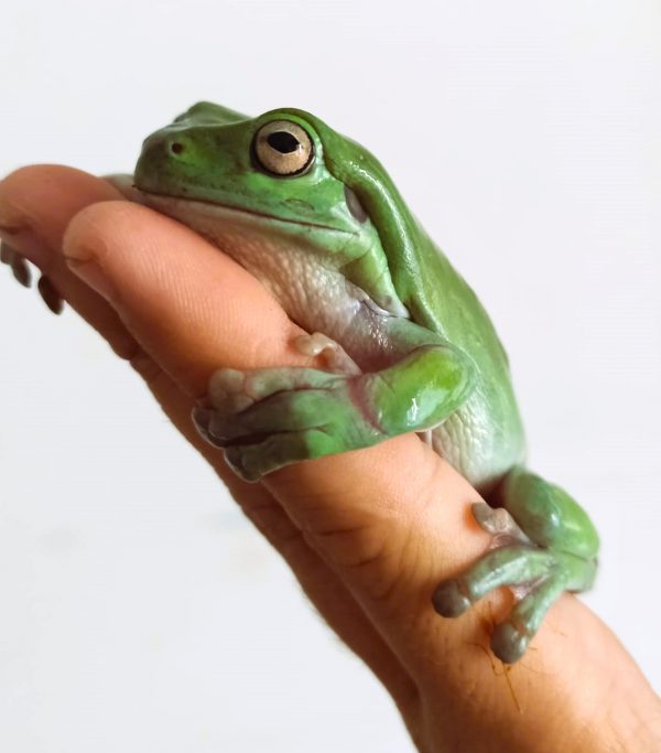 Ranas Litoria (Litoria Caerulea)